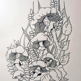 грибы на коряге