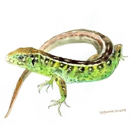 Ящерка из рассказа Ю. Коваля «Фарфоровые колокольчики