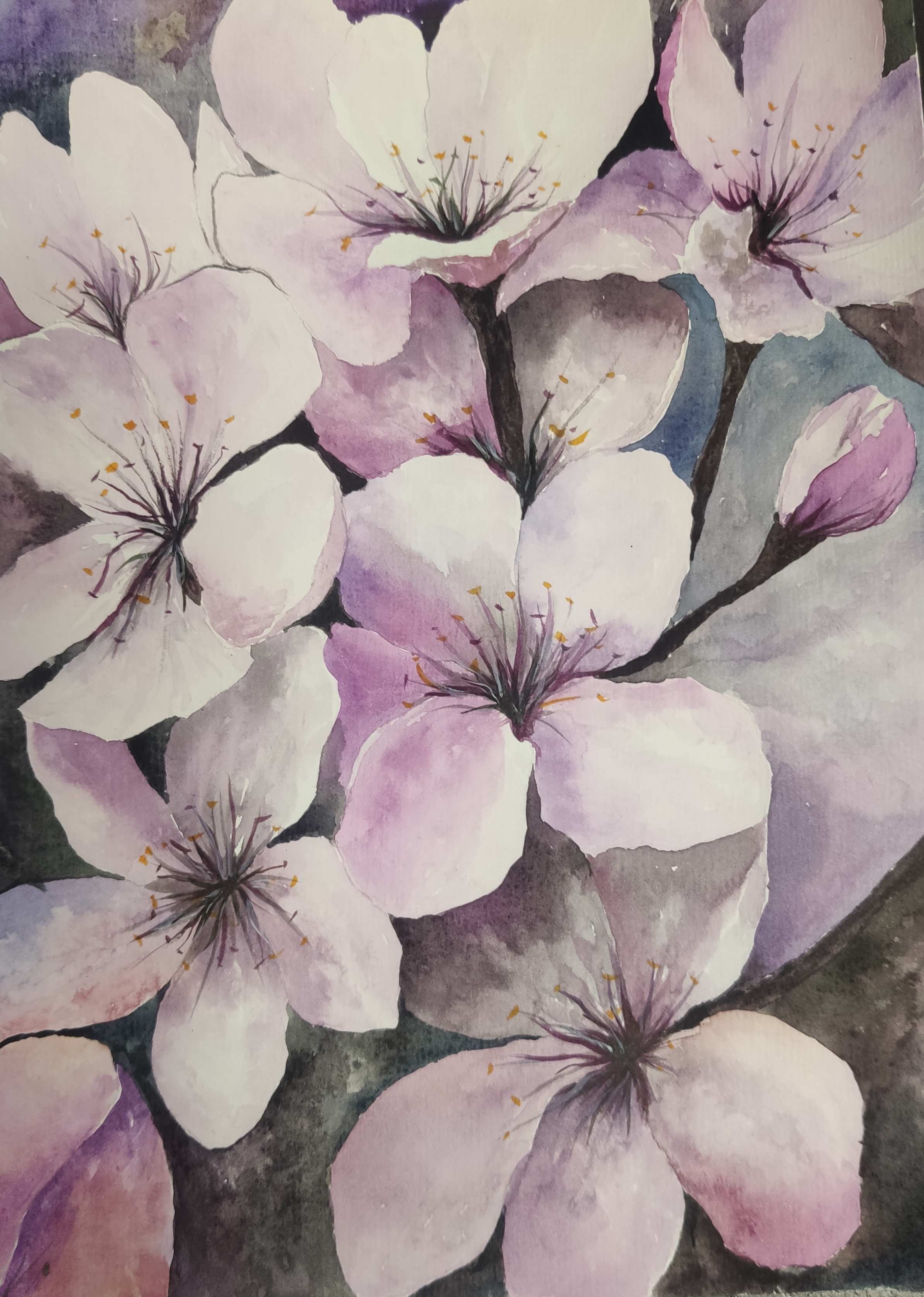 Цветущая вишня