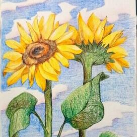 Подсолнухи