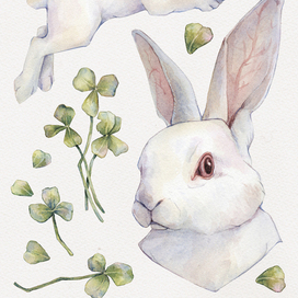 Белый кролик