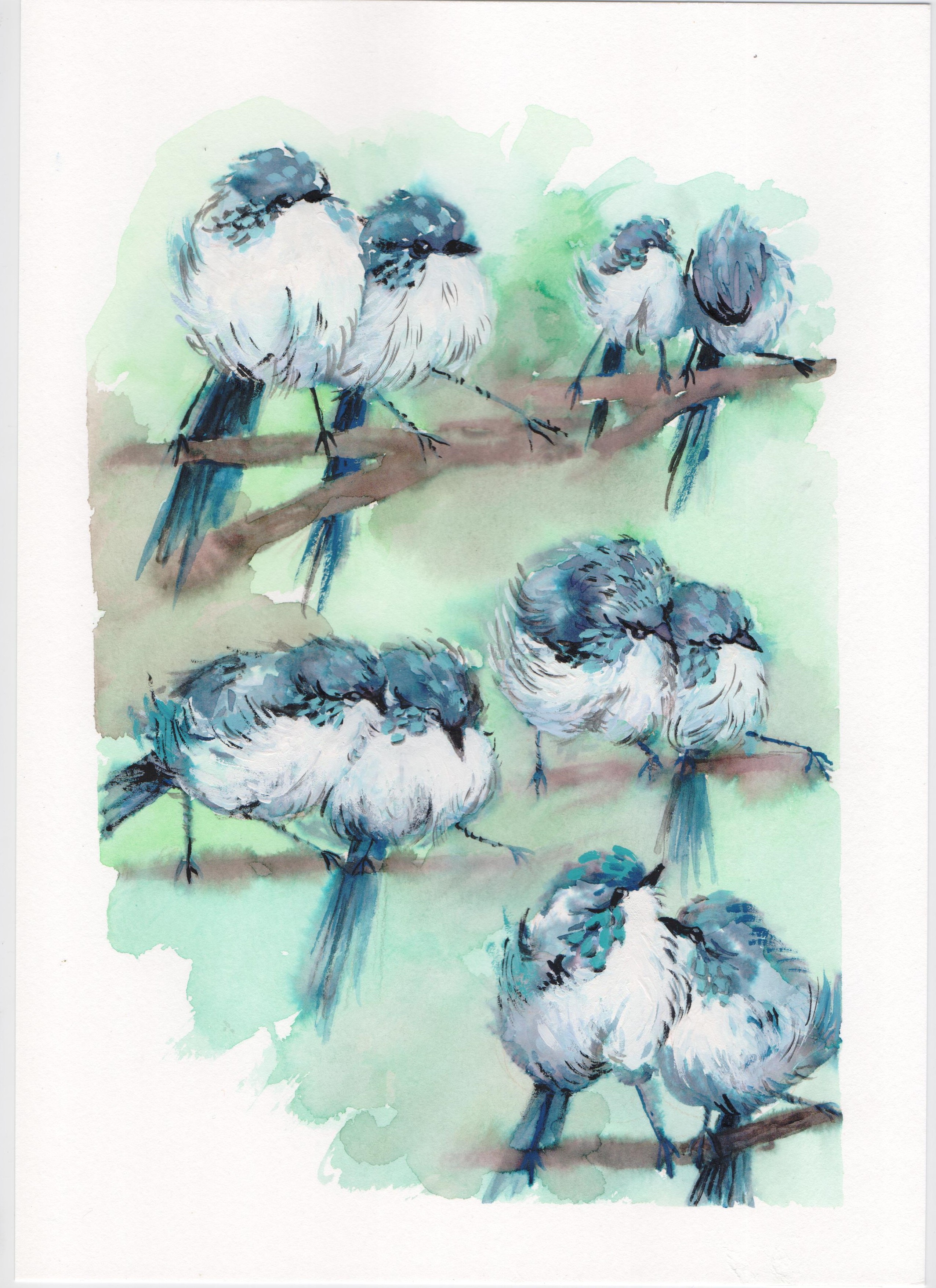 Птички из тиктока