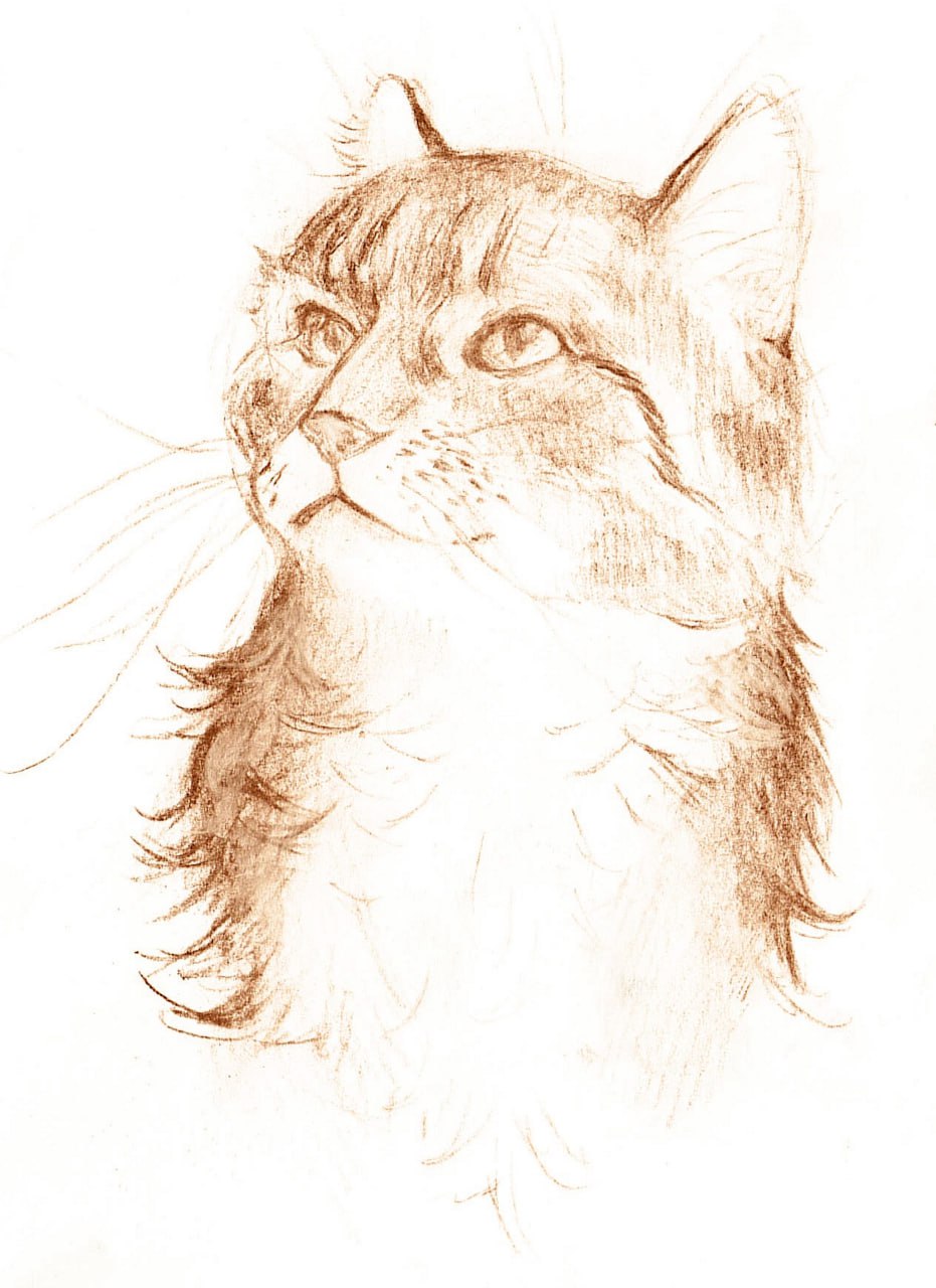 Кошачьи мечты