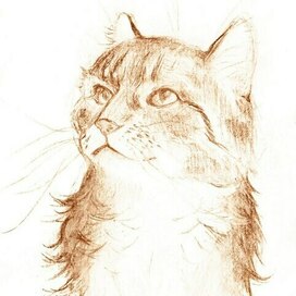 Кошачьи мечты