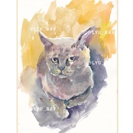 Кот британский_акварель