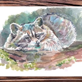 Енот акварель