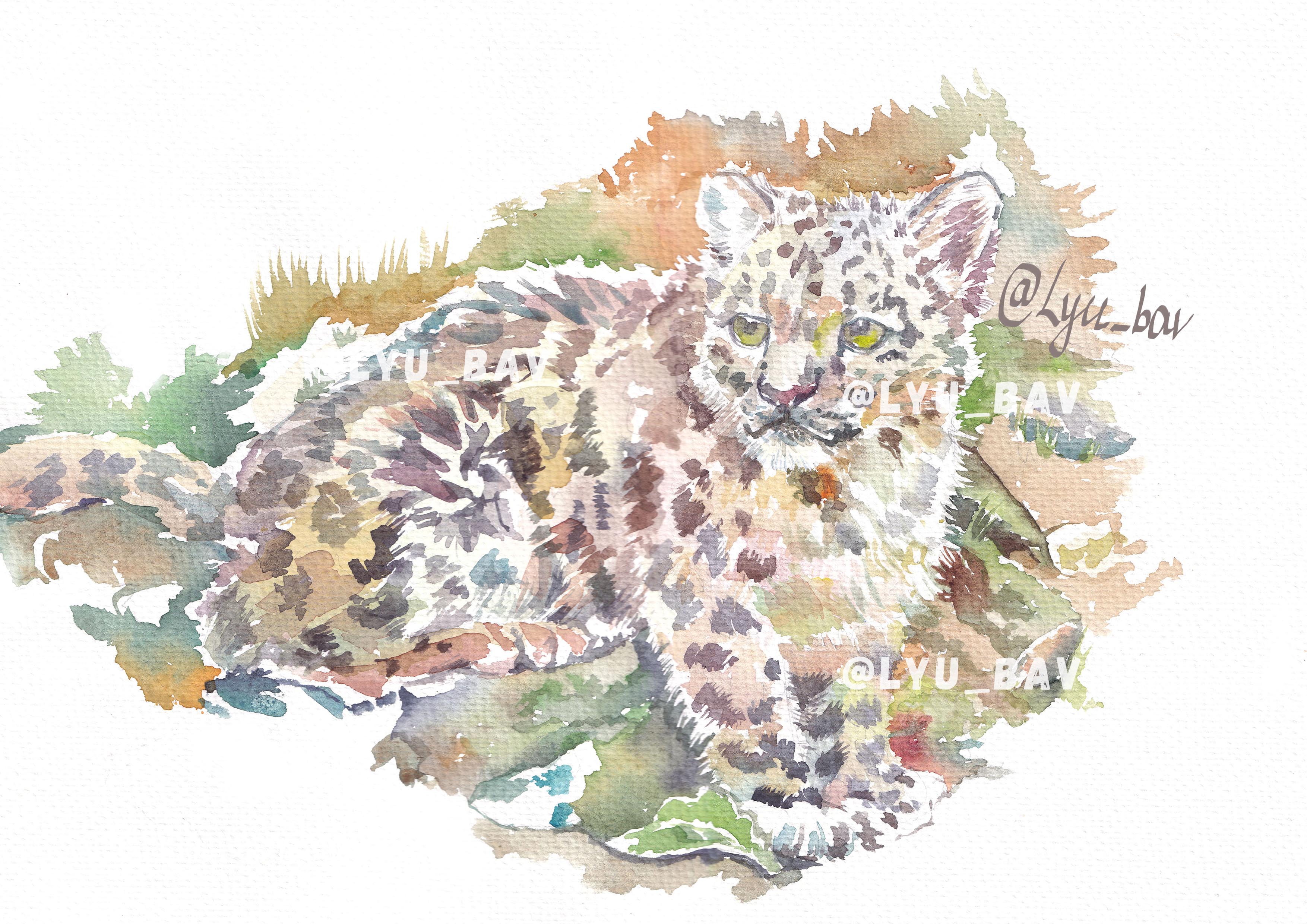 Снежный барс_акварель
