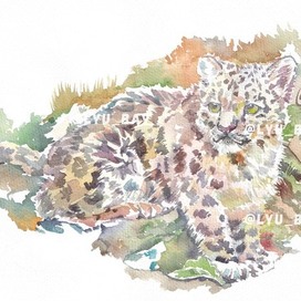 Снежный барс_акварель