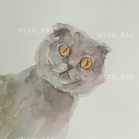 Вислоухий британский кот_акварель