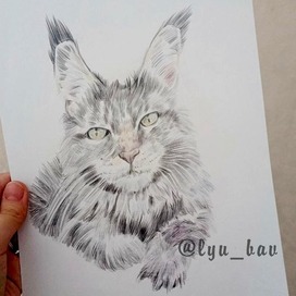 Кот мэйкун графика_карандаш