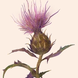 Чертополох