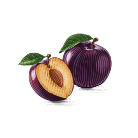 сливы в гравюре