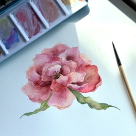 Пион акварелью