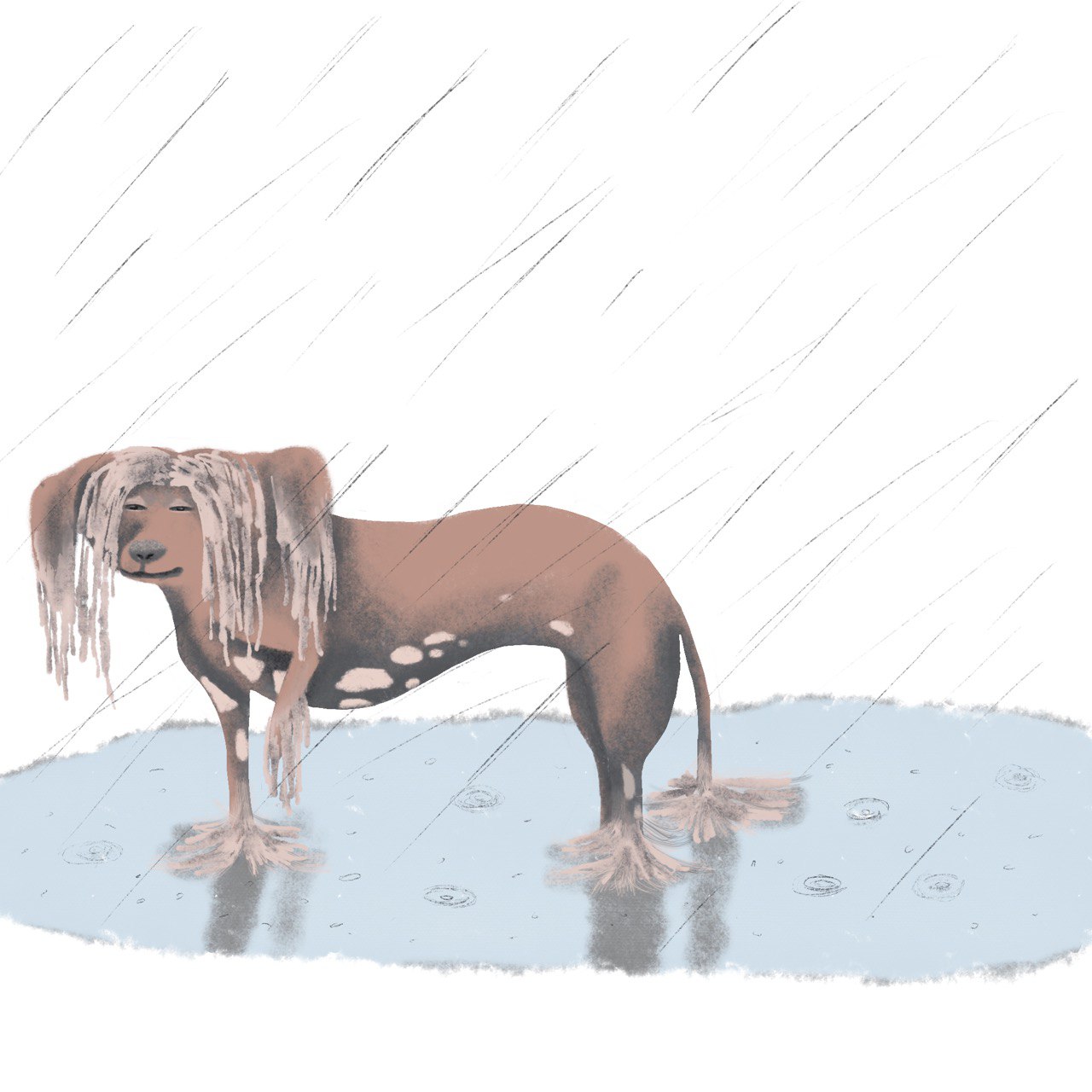 Китайская хохлатая собака