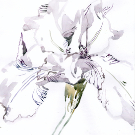 Ботаническая иллюстрация