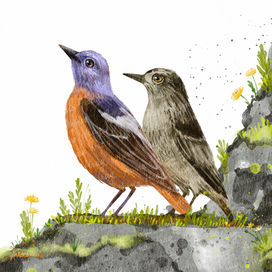 Иллюстрация к книге Виталия Симуткина "Дрозды"  серия книг "Птицы России"