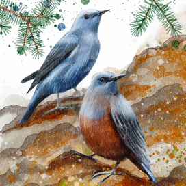 Иллюстрация к книге Виталия Симуткина "Дрозды" серия книг "Птицы России"