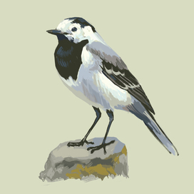 трясогузка