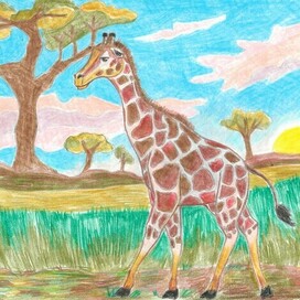 Жираф 