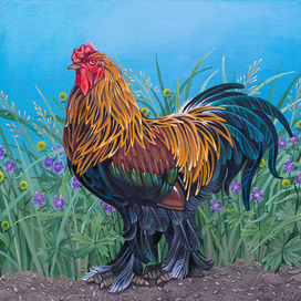 Петух породы "Куропчатая брама"
