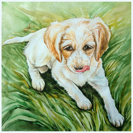 "Солнечный щенок"