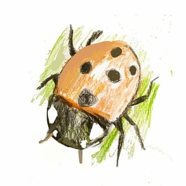 Божья коровка