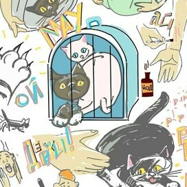 Ловля котов 