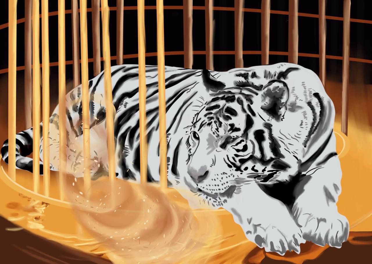 Белый тигр спит