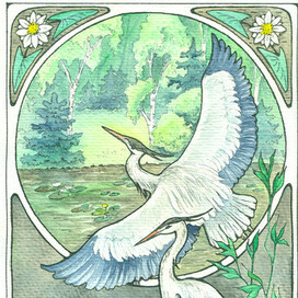 Серые цапли 