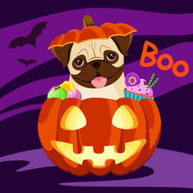 Мопс в тыкве