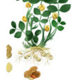 Ботаническая иллюстрация для каталога