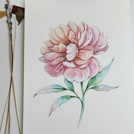 Пион акварельная иллюстрация