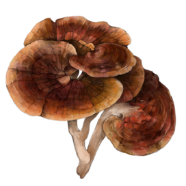 Суперфуды - гриб рейши