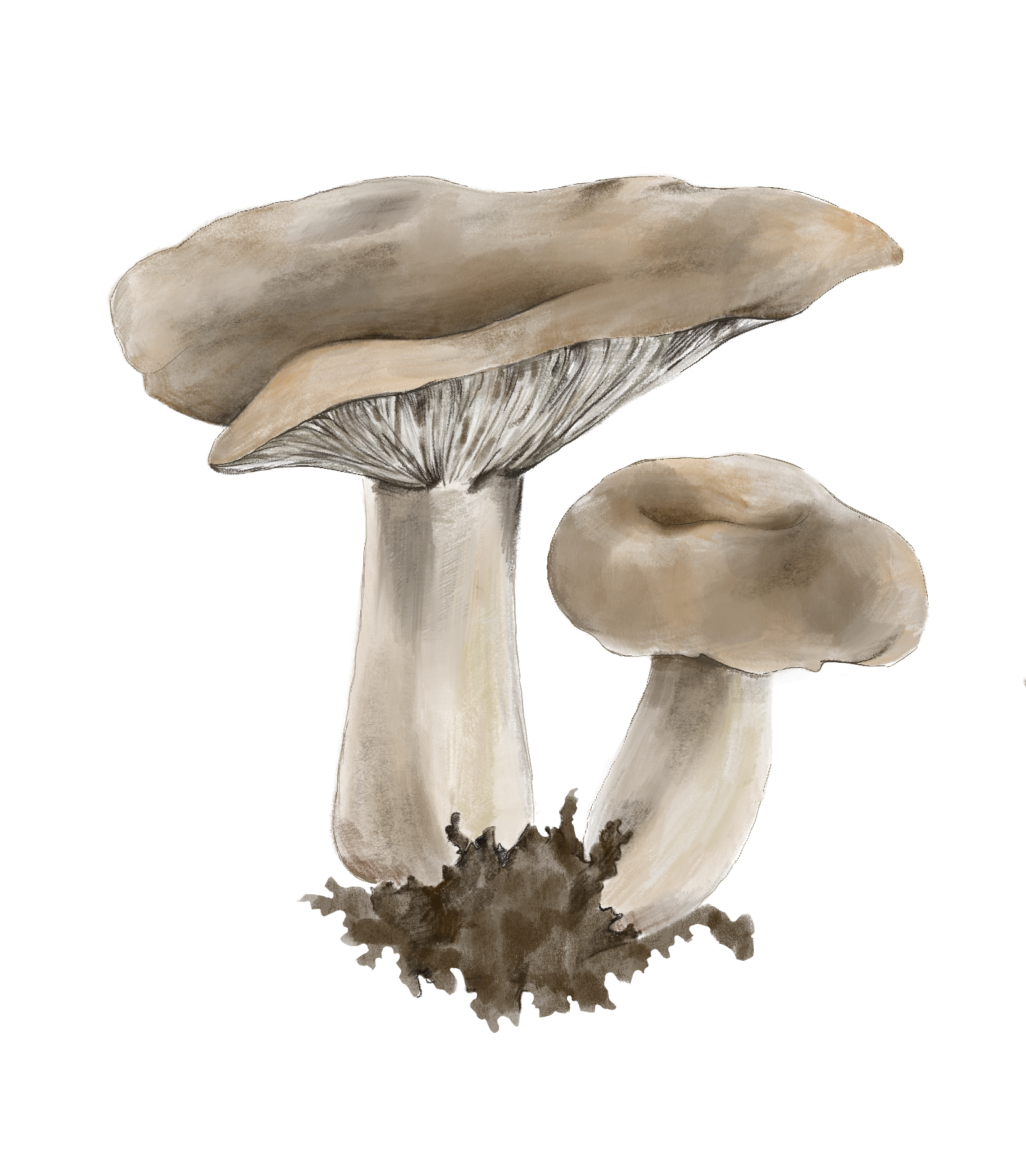 Суперфуды - гриб шиитаке