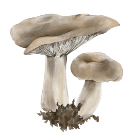 Суперфуды - гриб шиитаке