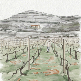 Прогулка по виноградникам