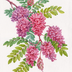 Розовая акация.