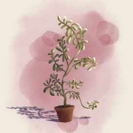 Молочай зонтичный 