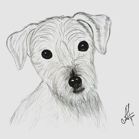 Джек Рассел Терьер