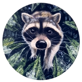 Любопытный енот