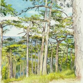 Сосновый лес