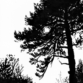 Сосна у Белого моря