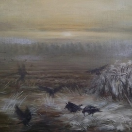 Птицы. Грачи