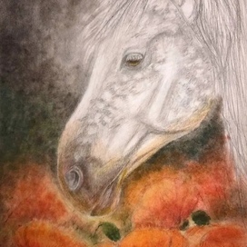 Лошадь и маки