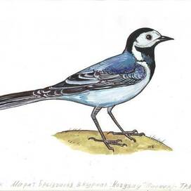 Трясогуска. Напечатано в рубрике о природе в журнале  «НОГДЗАУ»(Пионер) издаётся в Республике Северная Осетия—Алания на русском и осетинском языках. Художник Марат Брызгалов.