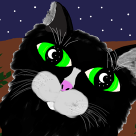 Звёздный кот