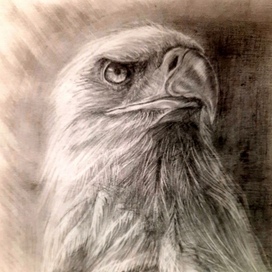 Птица. Орел