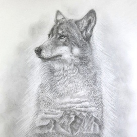 Природный волк