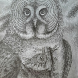 Птица. Бородатая неясыть.