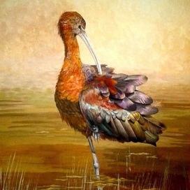 Птица. Каравайка